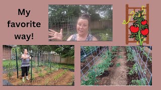 How to support your tomatoes on a cattle panel trellis. #verticalgardening