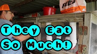 Quail Feeding System Videos Quail Feeding System Clips Clipfail Com