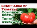 ШПАРГАЛКА 27.  Почему осыпаются цветы у томатов? Тонкие верхушки.  Причины и лечение.