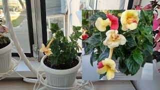 :  Yellow English rose. .    .