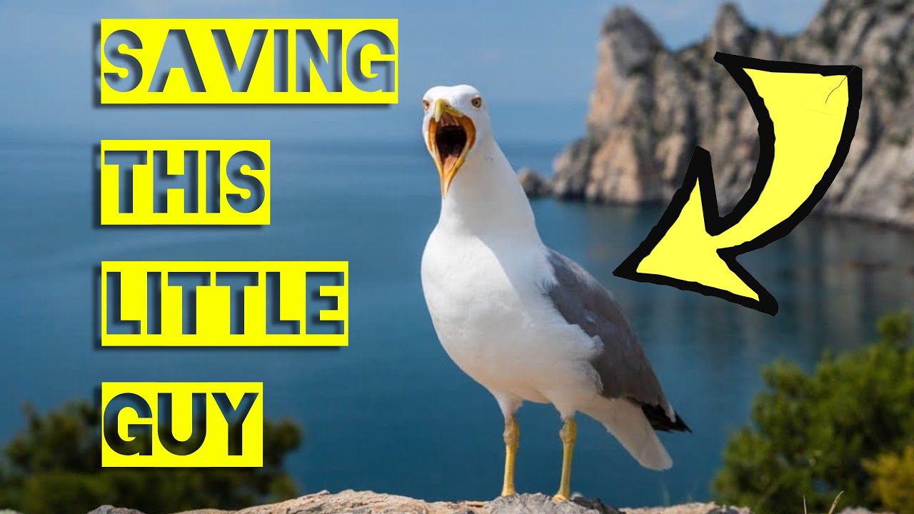 SAVING PRIVATE SEAGULL