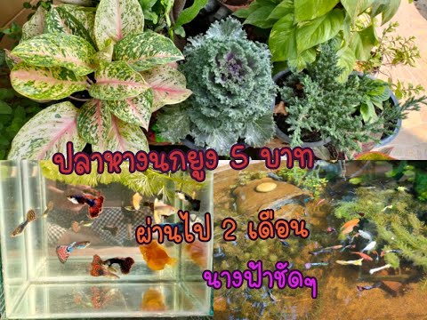 ปลาหางนกยูง 5 บาท ก็สวยได้ อับเดทปลาหางนกยูงที่เลี้ยงไว้ 2 เดือน สวยขึ้นมาก บอกเทคนิคการทำให้ปลาสวย