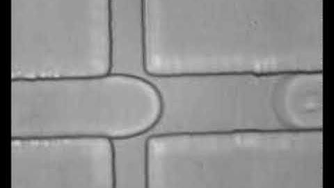 Cell encapsulation in droplet microfluidics