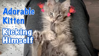 Adorable Tiny Maine Coon Kitten Playfully Battling With Himself - Too Cute To Resist! by Born 2b Fluffy 4,996 views 6 months ago 2 minutes