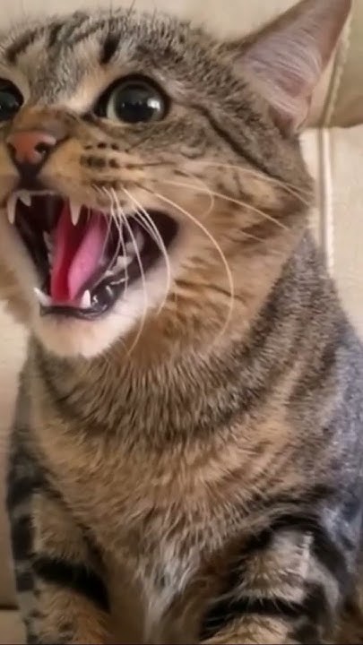 Самый милый котик /The cutest cat - YouTube