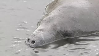 Satellite Beach police urge residents to stop feeding manatees this invasive plant