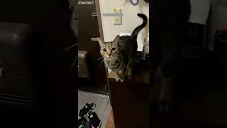 Samurai Cat has zoomies at 3AM - Animal Content 😹 Meme Cat!