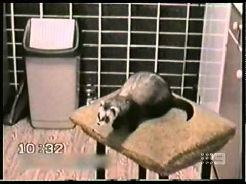 Australias Funniest Home Videos 2014 - YouTube