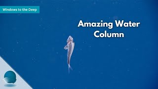 Windows to the Deep: Amazing Water Column