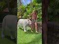 The Moment a White Tiger Cub Feels Safe #viral #trending #short
