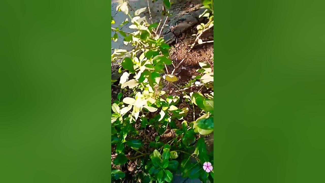 Paudhon Mein Pani Khodi Karke Hi Dalen Paudhon Mein Pani Dalne Ke paudhon-mein-pani-khodi-karke-hi-dalen-paudhon-mein-pani-dalne-ke