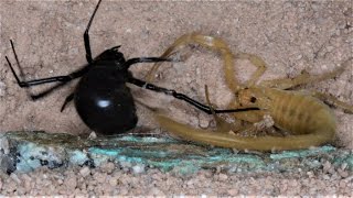 Scorpion and Black Widow Show Defenses (Warning: May be disturbing to some viewers.)