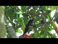 Sword - billed hummingbird / Dic - 2015