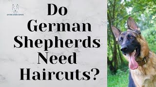 Do German Shepherds Need Haircuts? by Anything German Shepherd 553 views 2 months ago 50 seconds