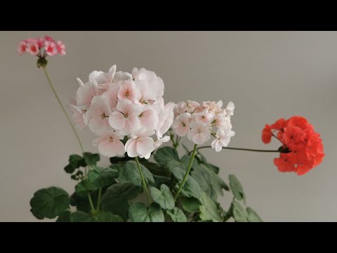 Video: När blommar pelargonium?