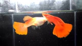 1050731全紅白子-1