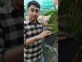How to care for Anthurium Plant