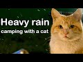 大雨の中、野良猫と一緒にキャンプした日の記録【ASMR ver.】