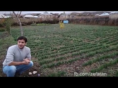 Video: Zəfəran: çiçək, dərman və ədviyyat