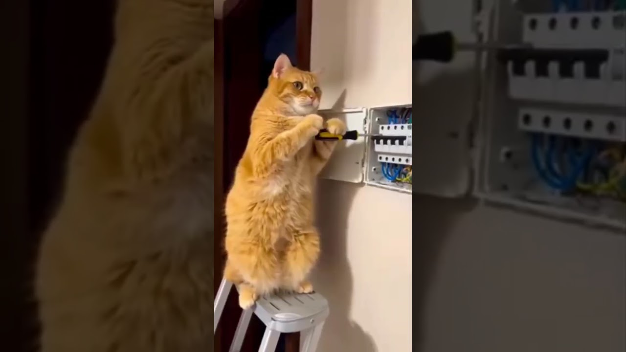 cat engineer 😂😂😂😂 