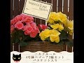 ベゴニア2鉢セット　バスケット入り　youtube　ニキフルール　ギフト　プレゼント　鉢花　母の日　japan　群馬の鉢花