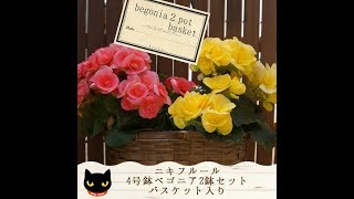ベゴニア2鉢セット　バスケット入り　youtube　ニキフルール　ギフト　プレゼント　鉢花　母の日　japan　群馬の鉢花