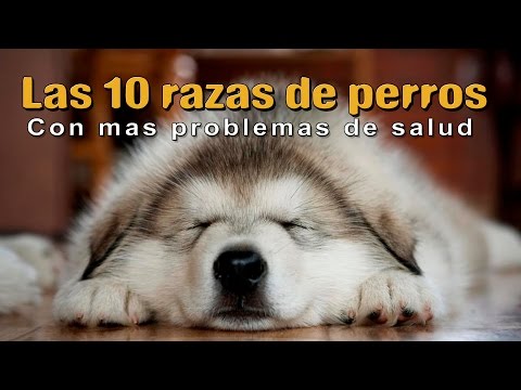 Vídeo: 12 Razas De Perros Comunes Y Sus Problemas De Salud