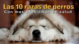 🐕 Las 10 razas de Perros con mas problemas de salud. Razas de perros mas enfermas del mundo.