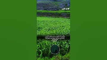 وكان الله غفورًا رحيمًا | تلاوة مؤثرة تريح القلب🤍