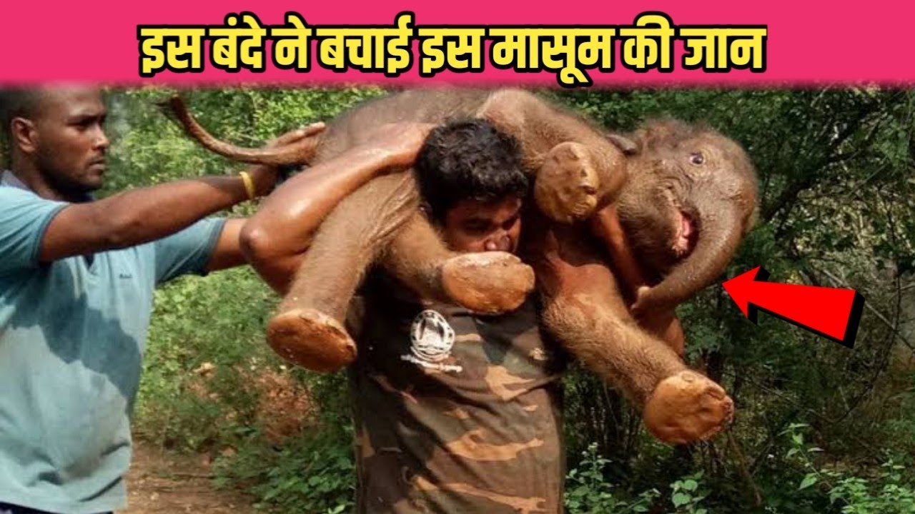 हाथियों के झुंड ने किया इंसान बंदे अटैक #shorts #elephant #attack #hunter #animals
