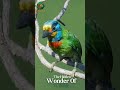 The Hidden Fruit Hunter of the Highlands Black Browed Barbet#wildlife #animals #shorts