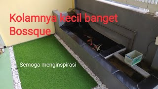 Kolam koi kecil dangkal dan sederhana tapi ikannya sehat-sehat