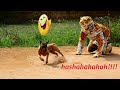 Oh! very funny tiger prank to dogs around village 2021