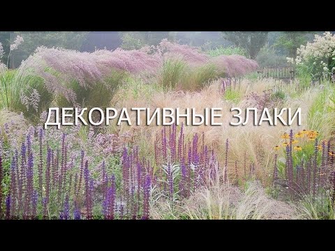 Декоративные злаки