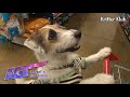 My Dog Makes Me Breakfast... For Real! I Animals Got Talent Ep 5