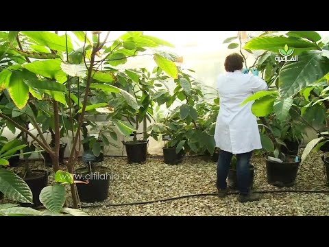 المركز الدولي لحجر الكاكاو بانجلترا جهود مستمرة لتطوير نبتة الكاكاو داخل البيوت المغطاة