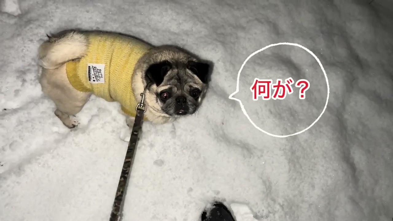 我が子達は初雪です。うっすらはあるんですが、こんなに積もった雪の中の散歩