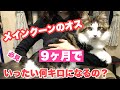 メインクーンオス♂9ヶ月はどれくらい大きくなるのか#080 How many kilograms do the 9-month Maine Coon weigh?