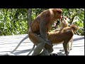 Proboscis monkeys mating disrupted by a juvenile pulling the male's nose