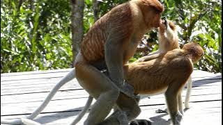 Proboscis monkeys mating disrupted by a juvenile pulling the male's nose