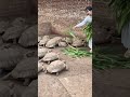 Tiny moves, mighty groove 🐢 #TortoiseMoves #StayCool #NatureLove