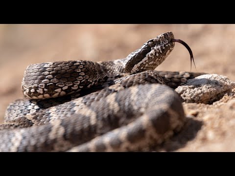 Video: Bushmaster ilan haqqında maraqlı faktlar