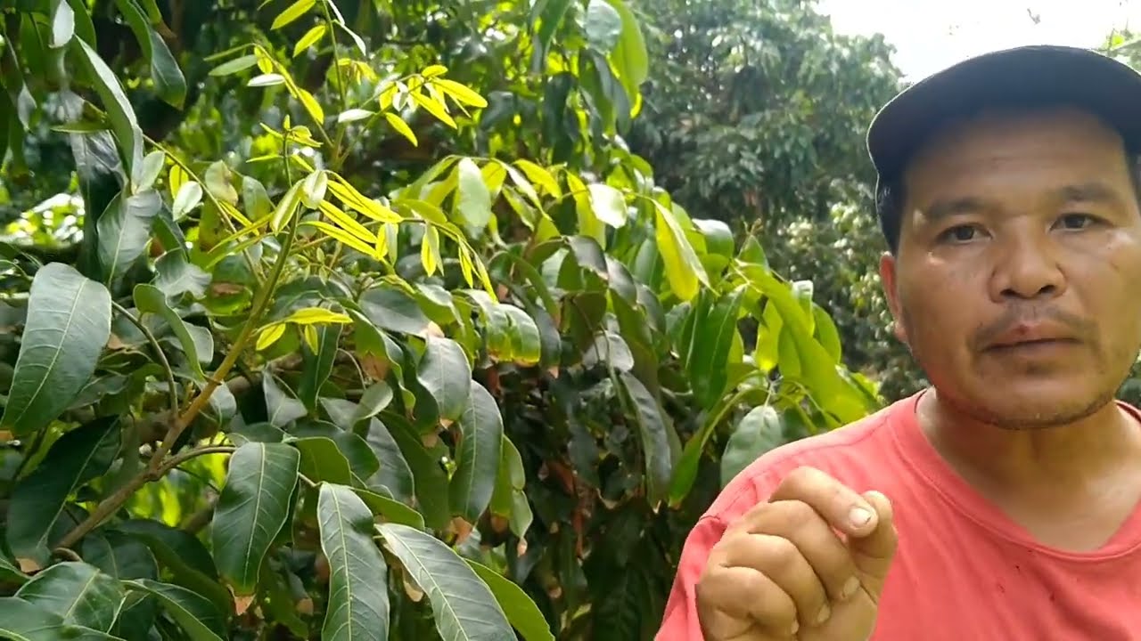 ทั้งดอกทั้งใบมาพร้อมกัน