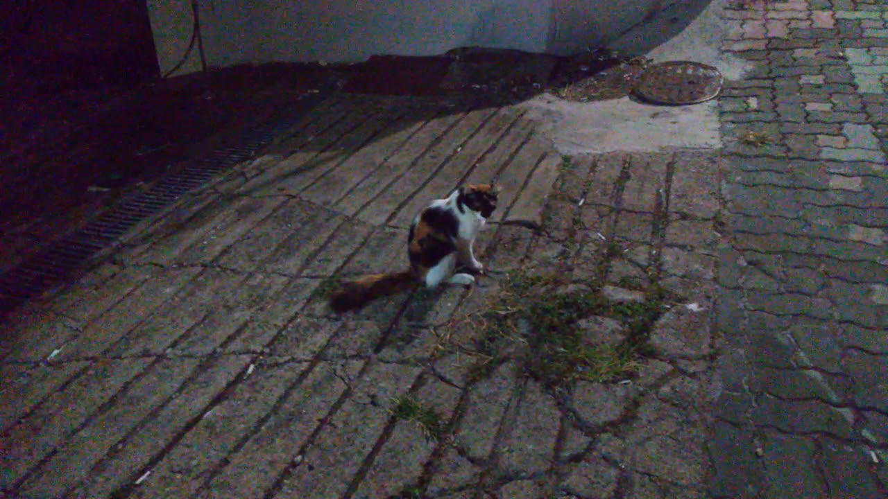 신림동 CAT 🐱 🐱🐱 