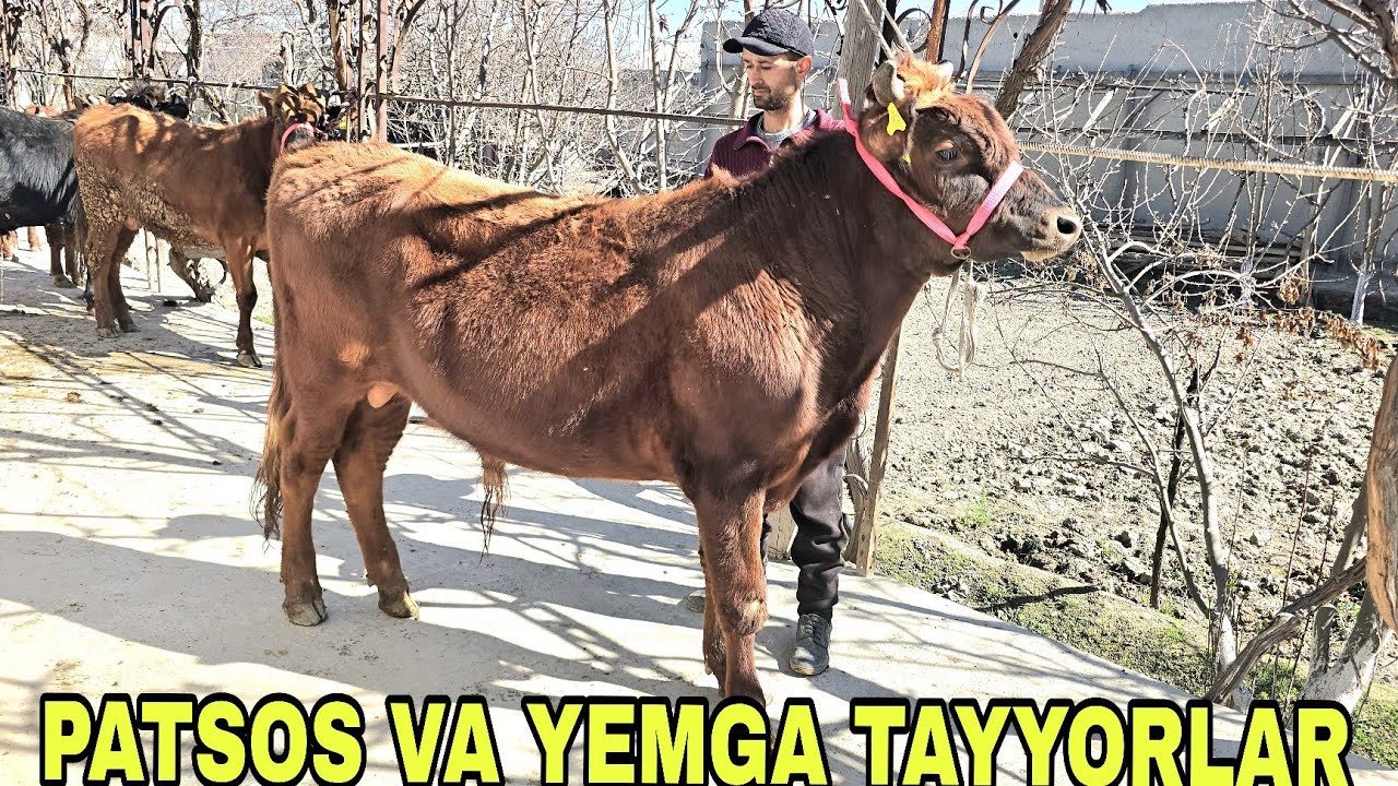 Doniyor akaga yangi partiya patsos va yemga tayyor buqalar 28 февраля 2026 г.