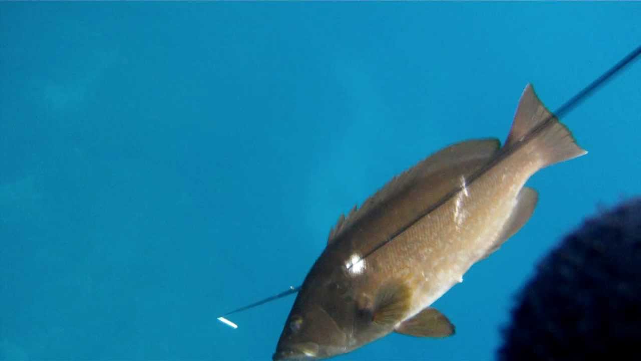 Πιγκα 2600 Συρτο καρτερι----Tσαβαλος Αριστοτελης---Dive360.gr