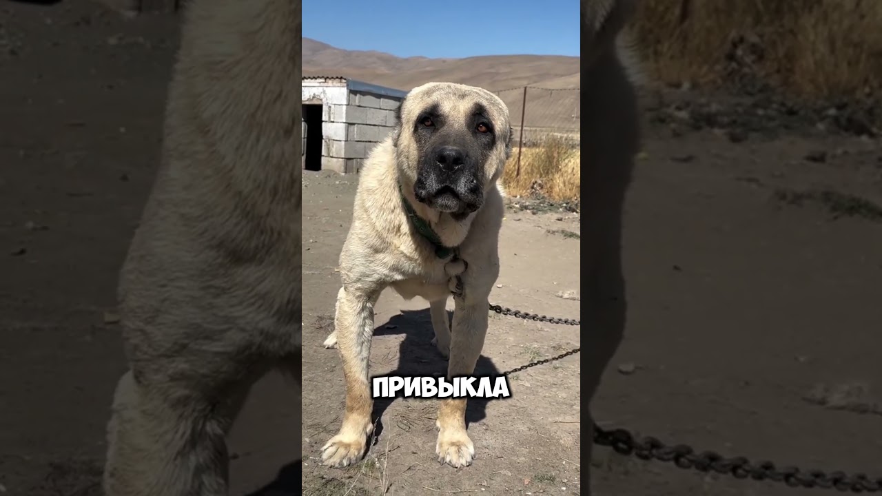 Вот почему собака никогда не победит волка #собака#волк#животные#факты#интересно#рекомендации