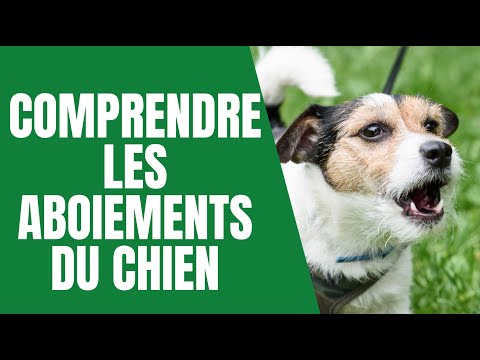 Vidéo: Quelle est la signification des chiens qui aboient?