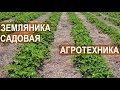 Земляника садовая. Агротехника. Клубничная ферма Лесниченко.