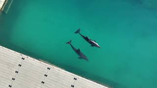 Dolphins Cove Jamaica